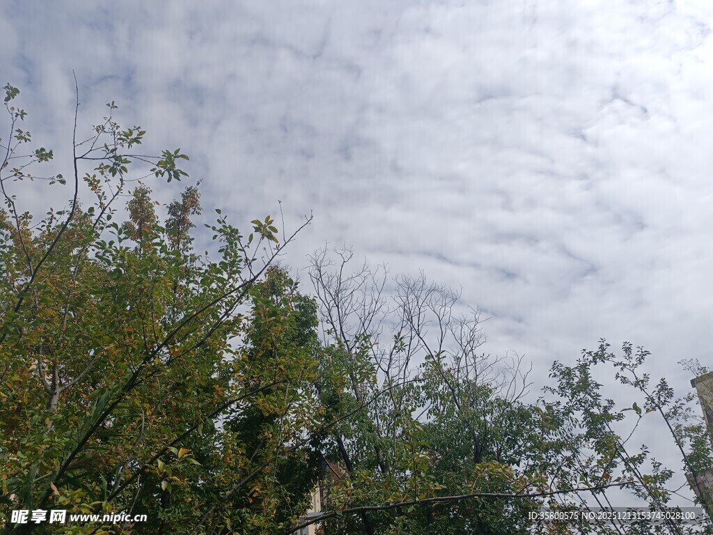 树梢之上的天空景象