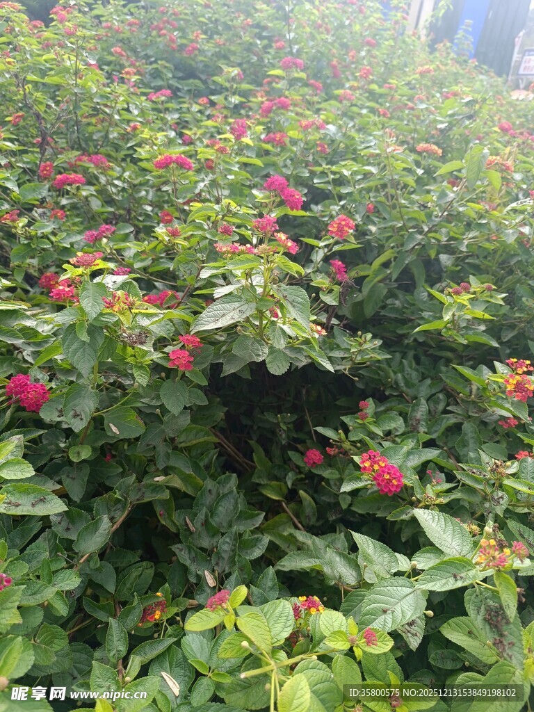 繁花绿叶的植物景观