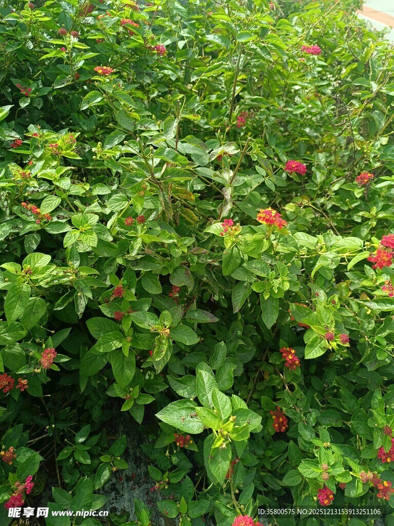 绿叶间点缀的红色小花