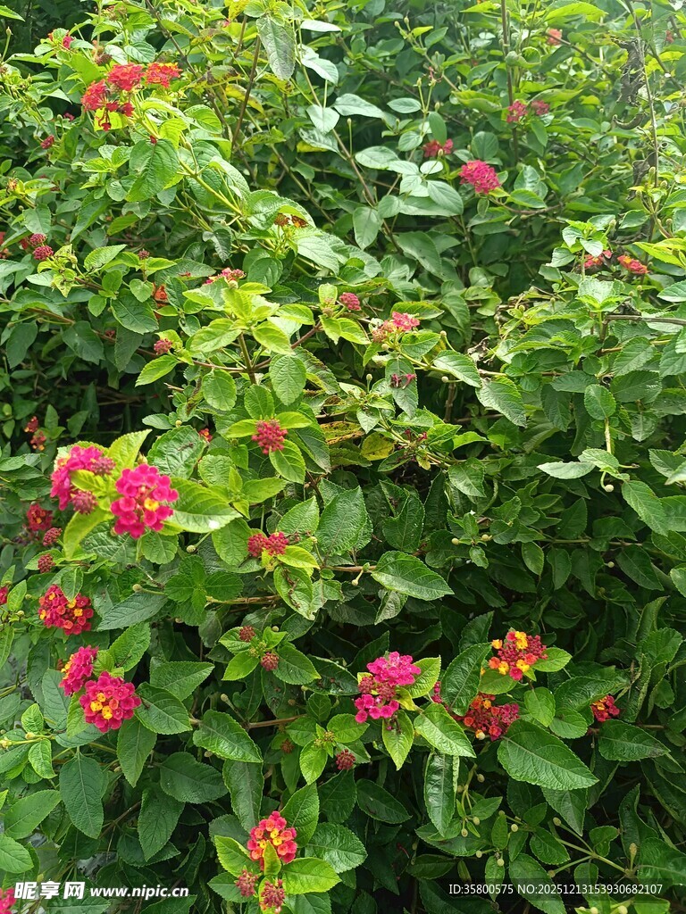 绿叶丛中的艳丽红花