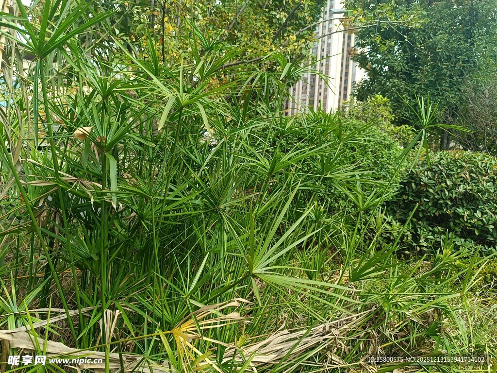 野外繁茂绿植景象