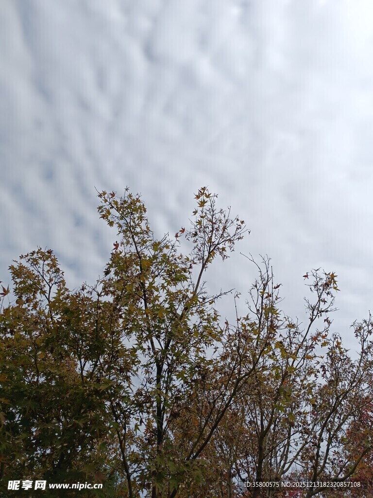 树梢之上的灰白天空