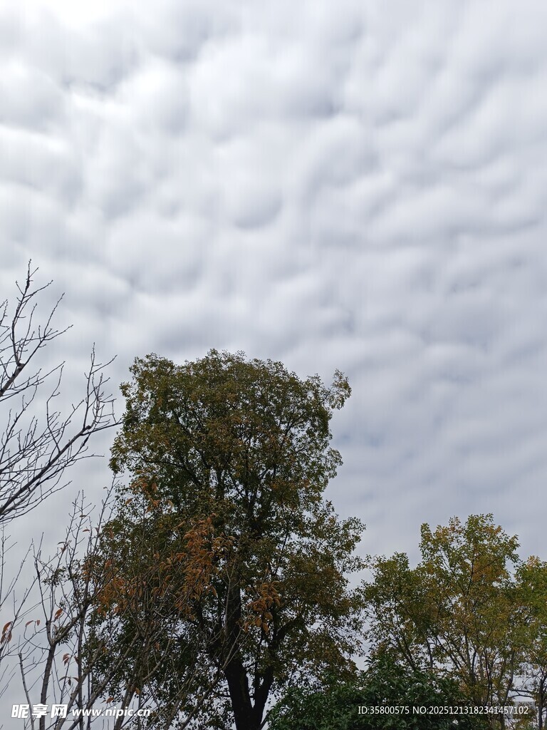 阴天下的树木景观