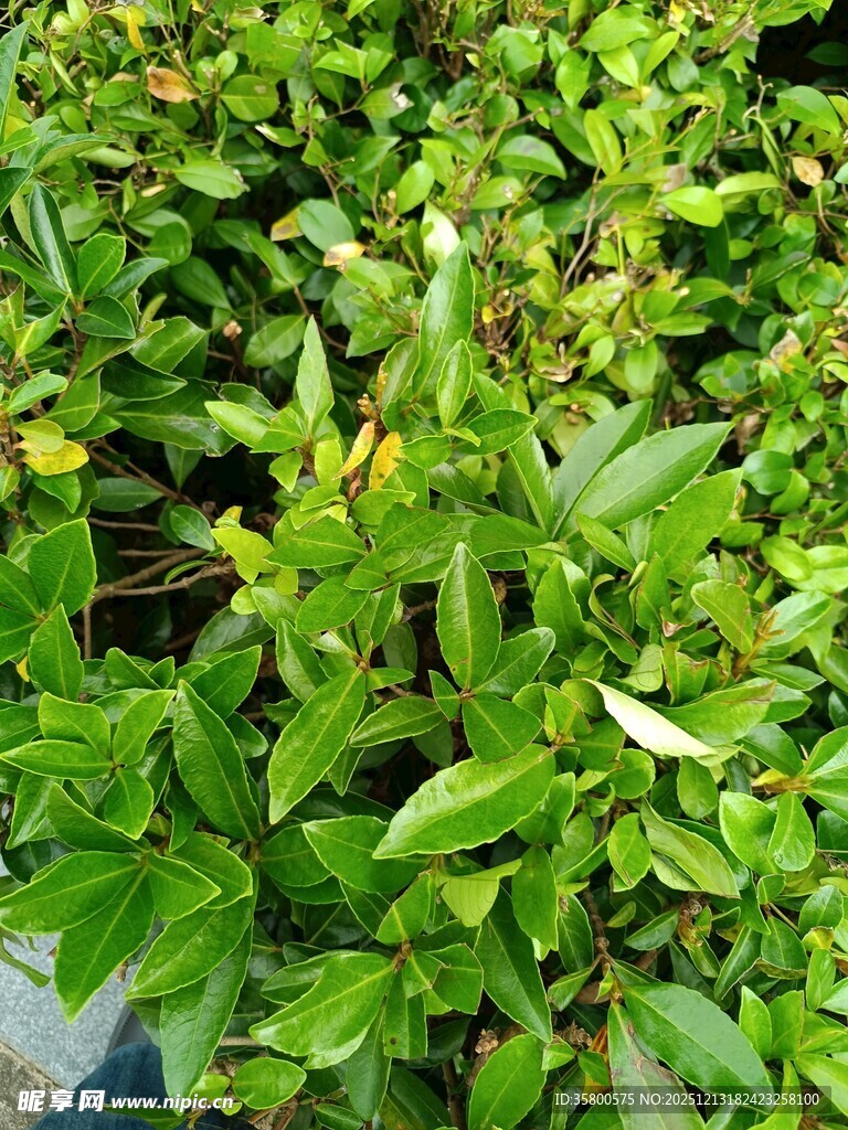 翠绿繁茂的绿植景观