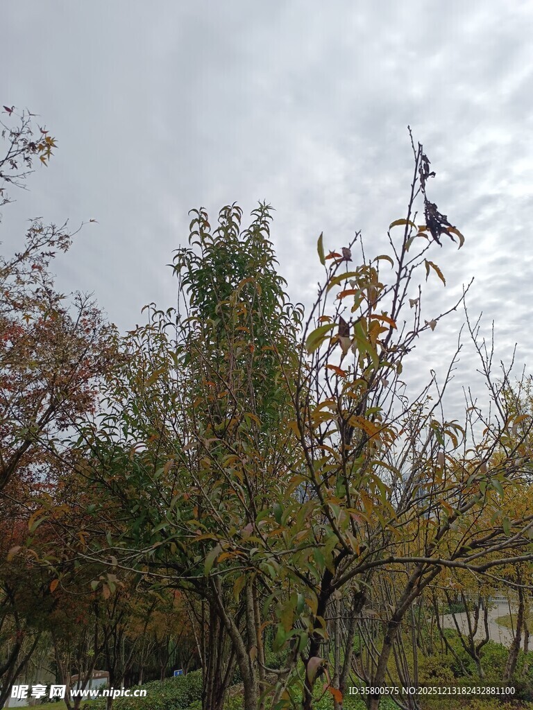 秋日枝头飞鸟景象