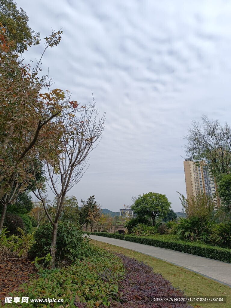 城郊静谧林荫小道景观