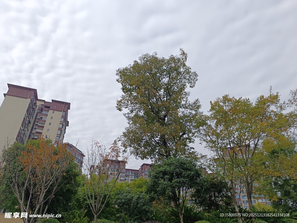 城市中的绿树与高楼景观