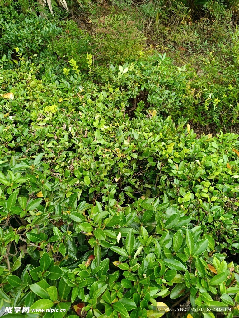 翠绿繁茂的植物景观