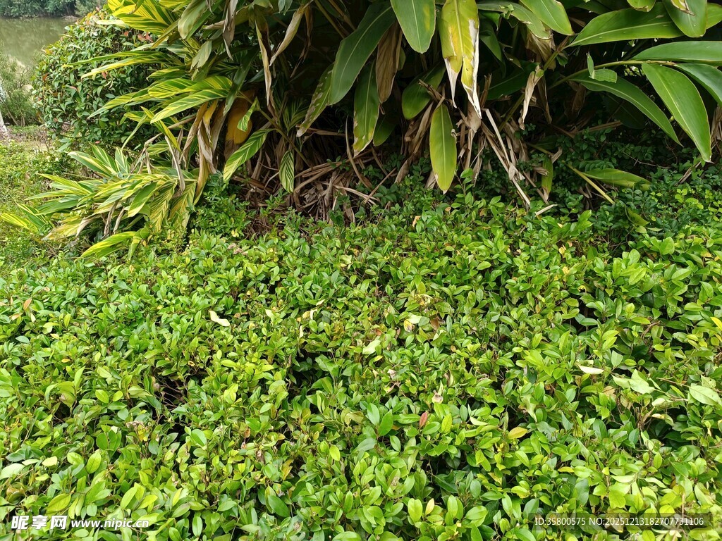 翠绿繁茂的地面植物景观