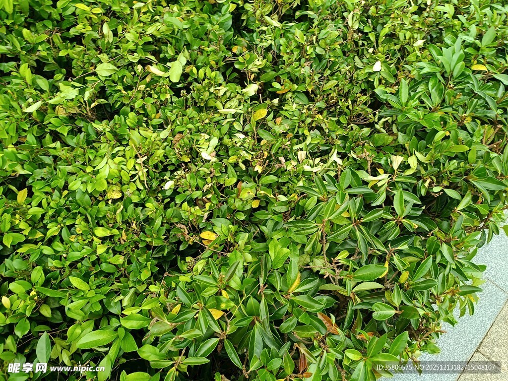 翠绿繁茂的灌木丛