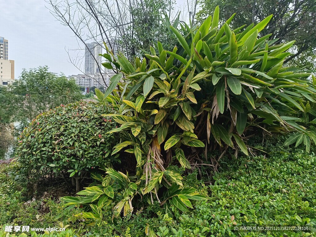 户外繁茂绿植景观