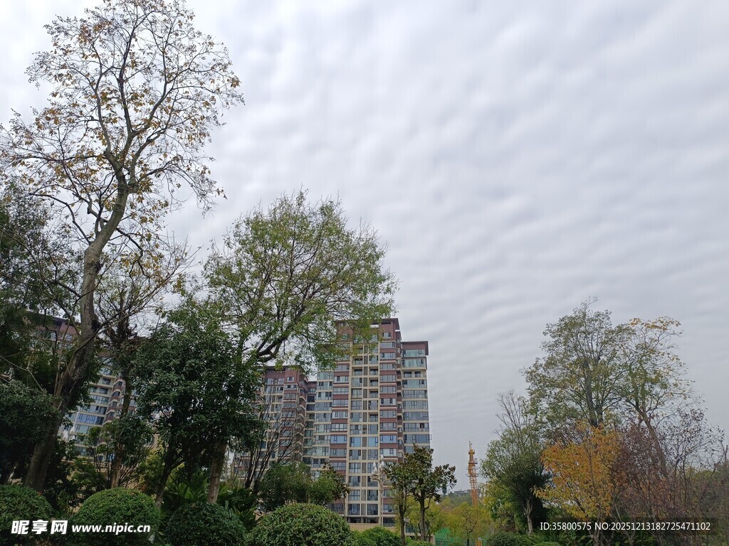 城市中的树木与高楼景观