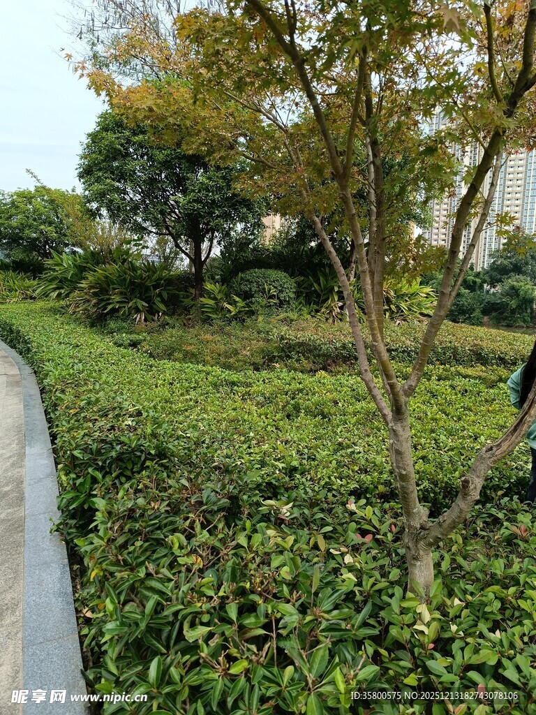 茶园小径旁的劳作场景