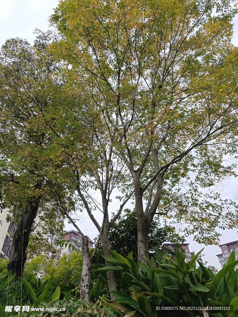 户外繁茂树木景观