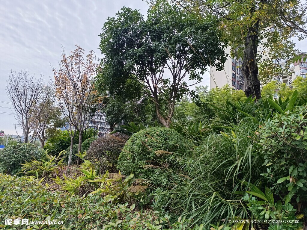 绿意盎然的户外植物景观