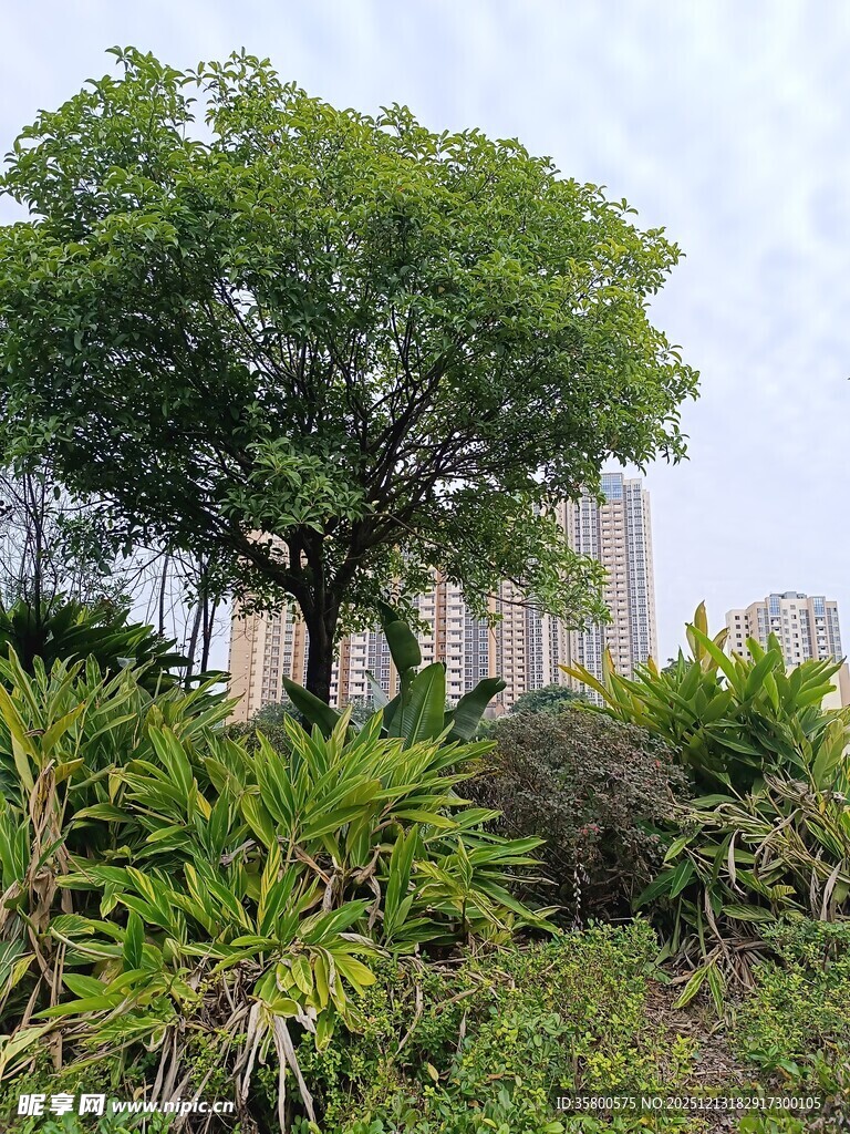 城市中葱郁的绿树景观