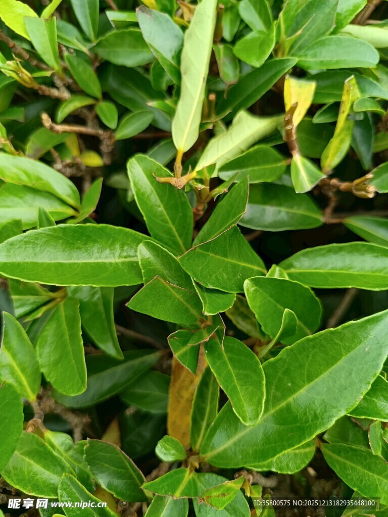 绿叶繁茂的植物景观