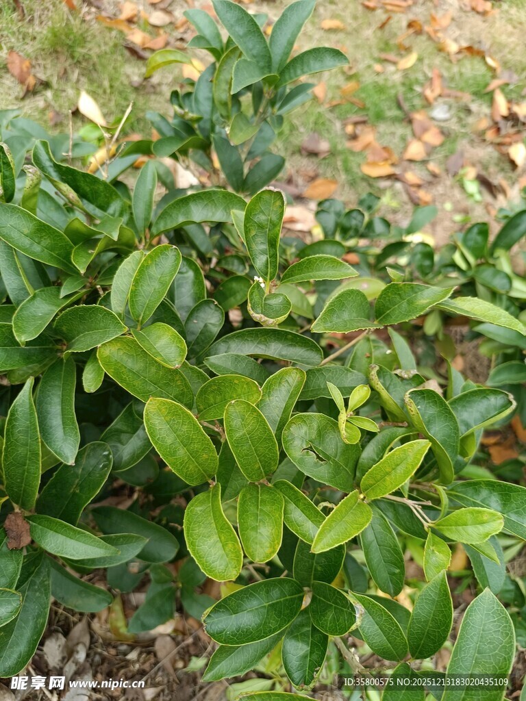 翠绿繁茂的绿植景观