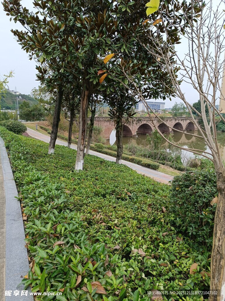 城市绿化带中的葱郁景致