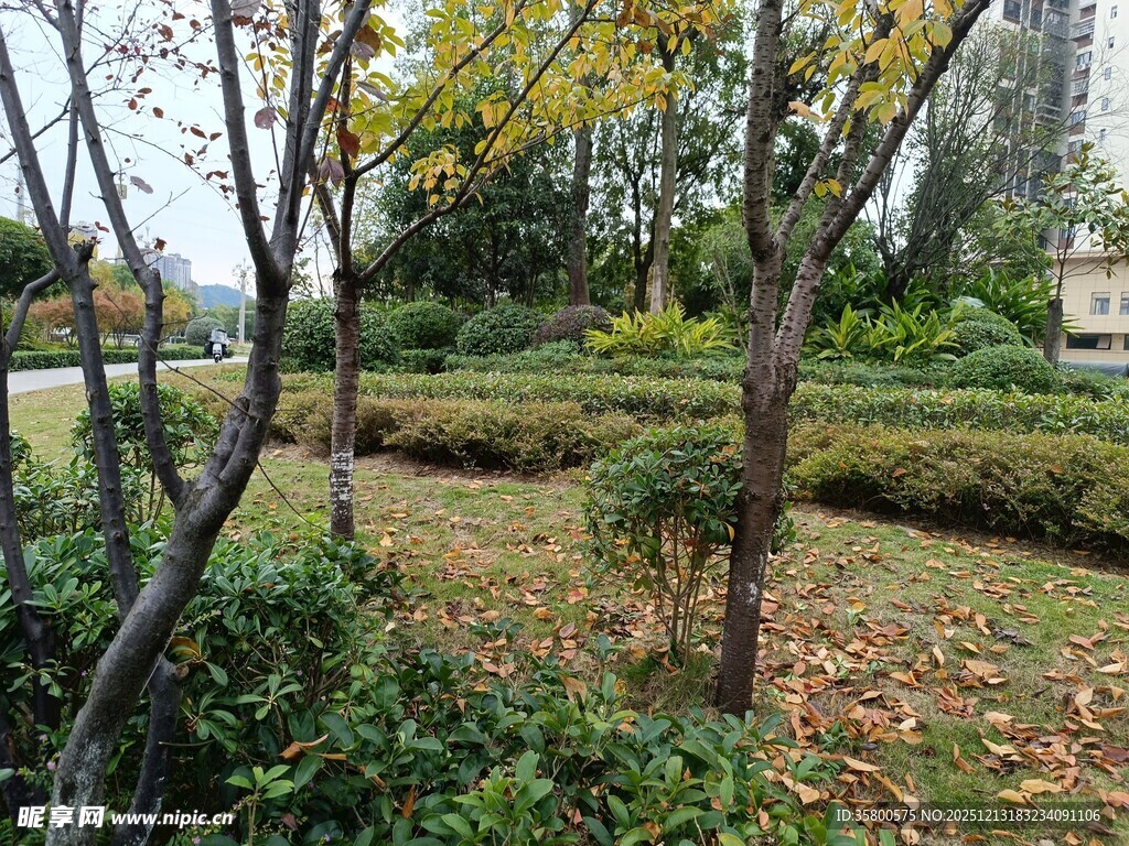 秋日公园绿植景观