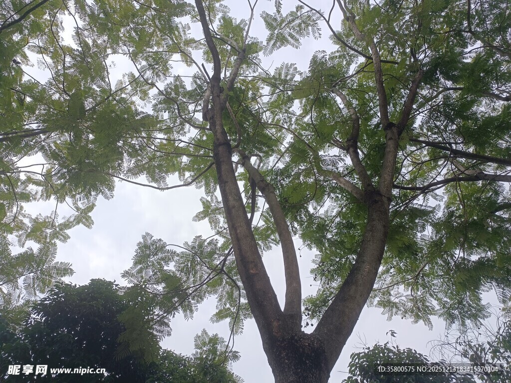仰视繁茂大树枝叶