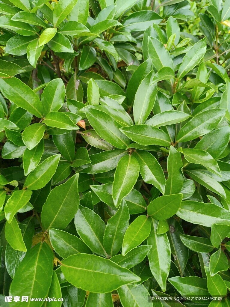 翠绿繁茂的植物叶片