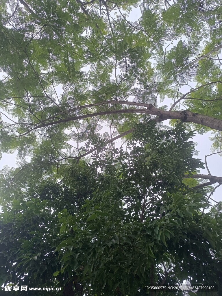 仰视茂密树冠
