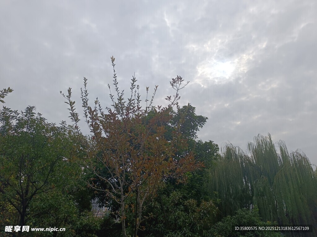 阴天中的繁茂树林