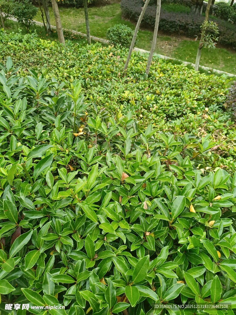 翠绿繁茂的植物景观