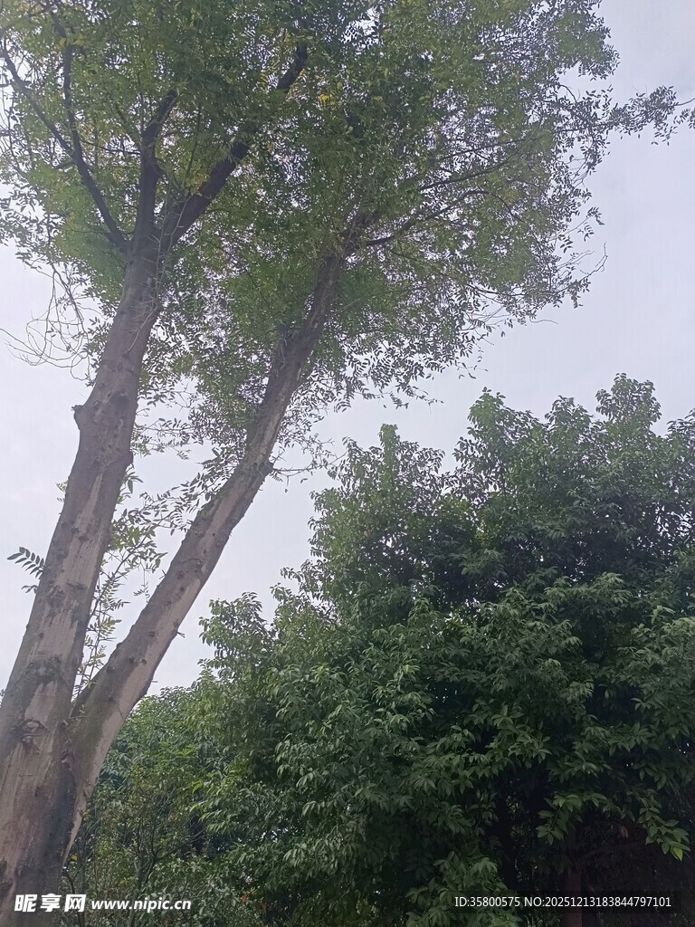 高大树木与繁茂枝叶