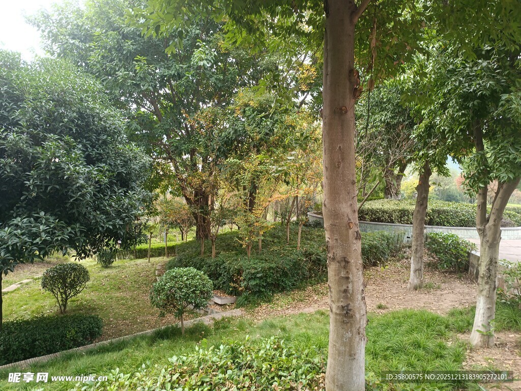 绿意盎然的公园景致