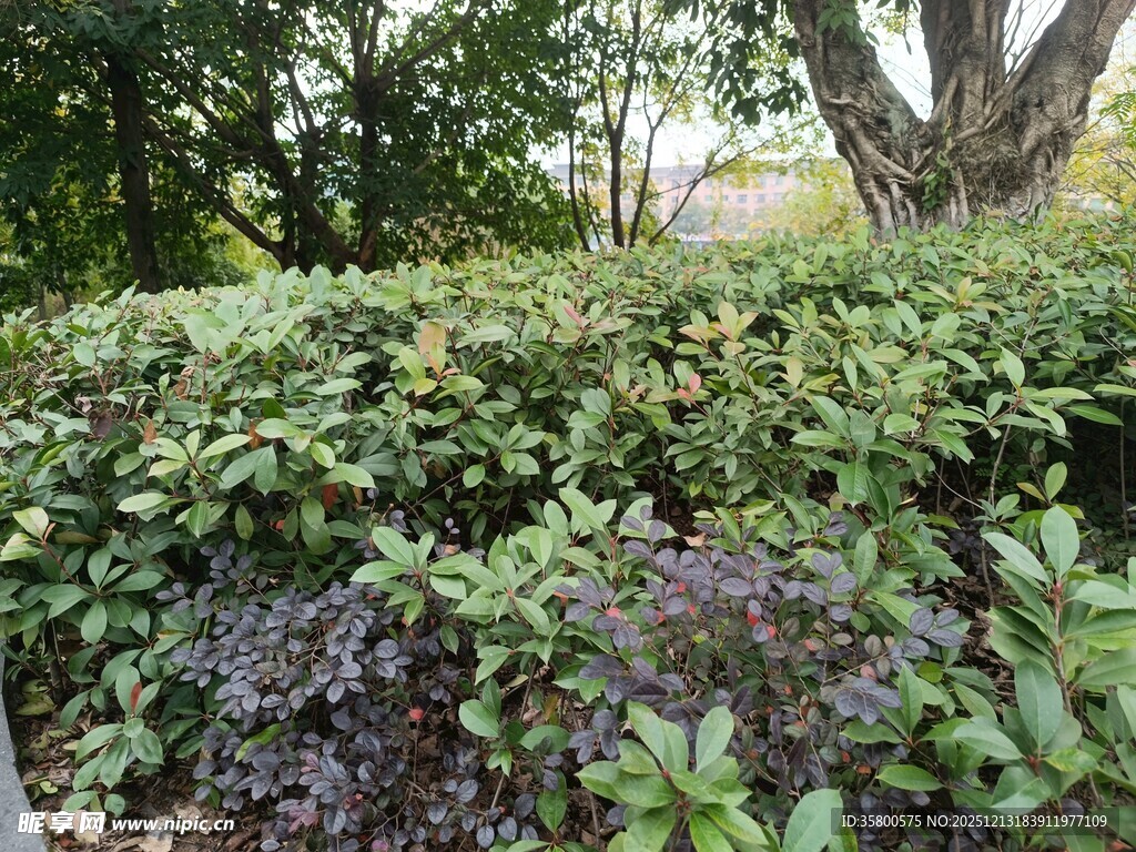 繁茂绿植景观