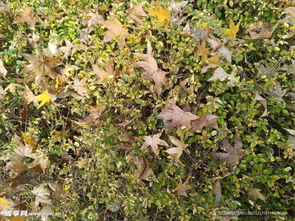 秋日多彩地面植物景观