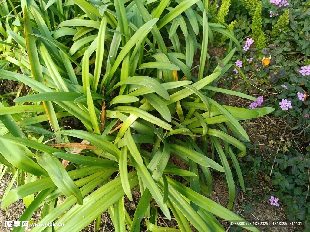 翠绿繁茂的绿植景观