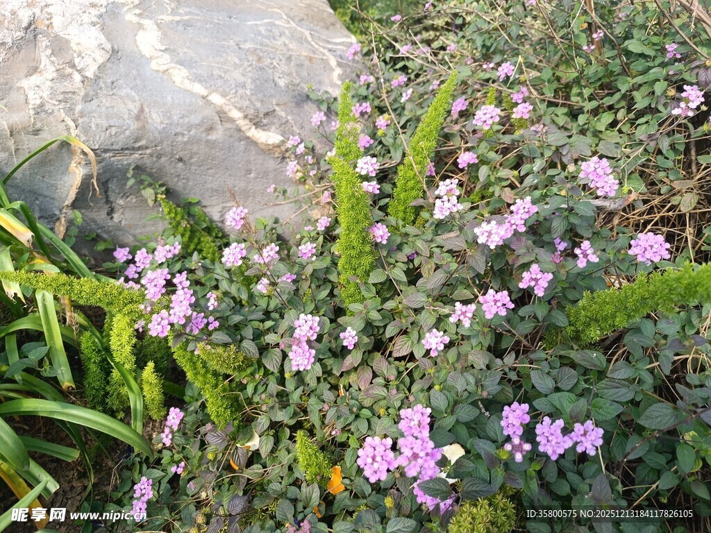 草丛中的粉嫩小花