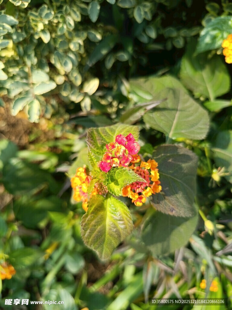 多彩花卉绽放绿叶间