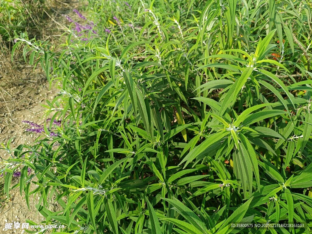 茂盛的绿色植物景观