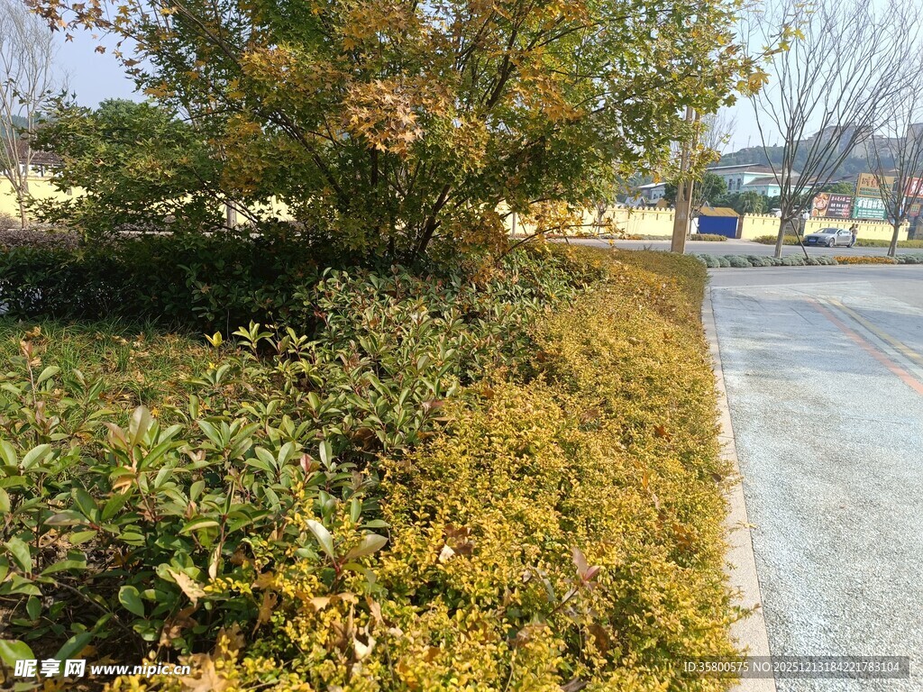 路边绿意盎然的灌木丛