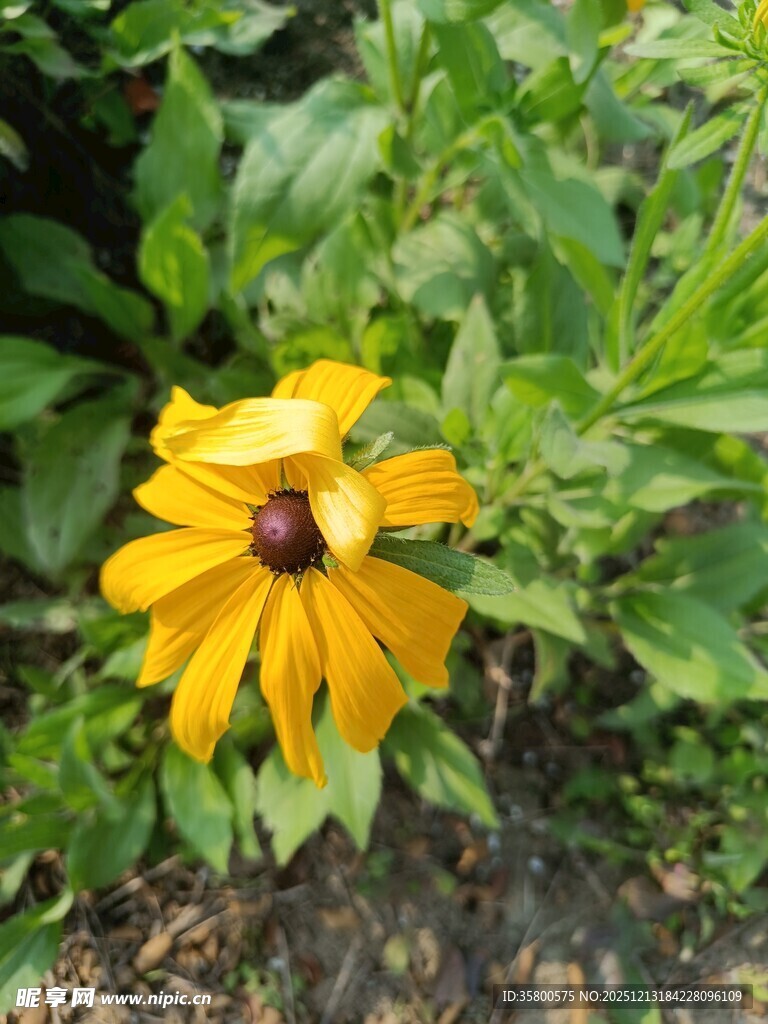 黄色黑心菊绽放于绿叶间