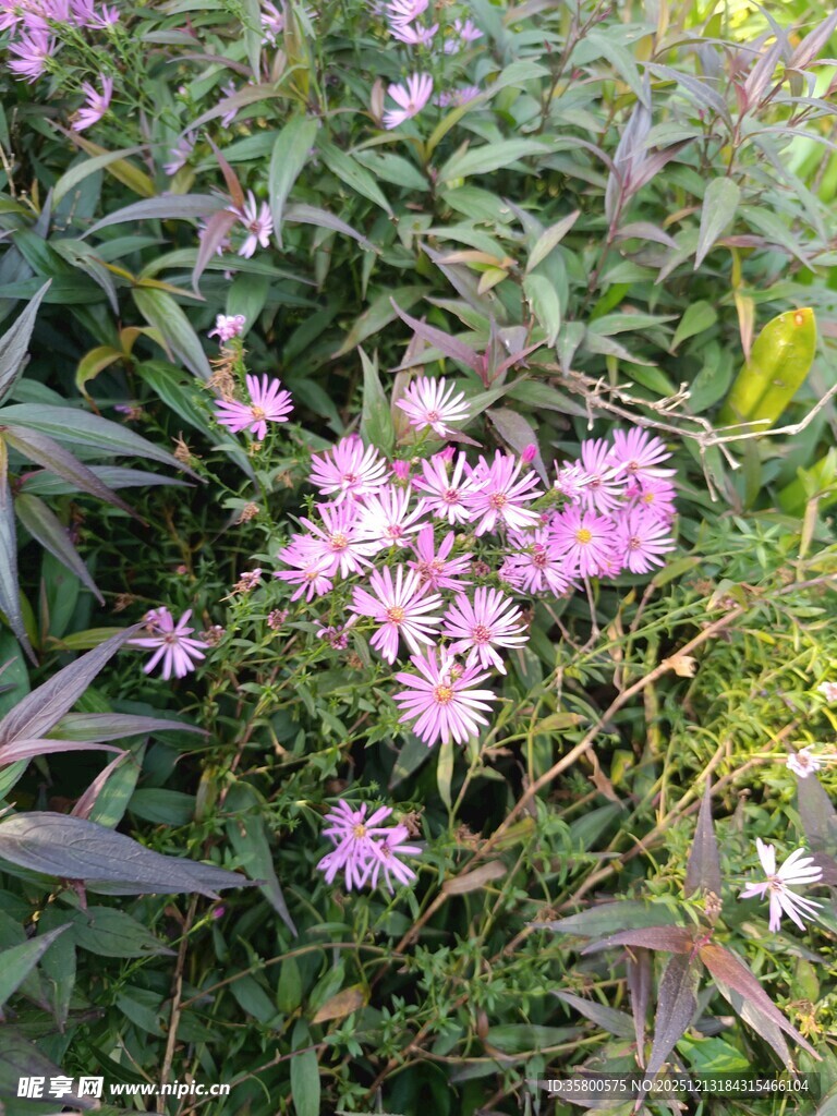 紫色小花绽放于绿叶间
