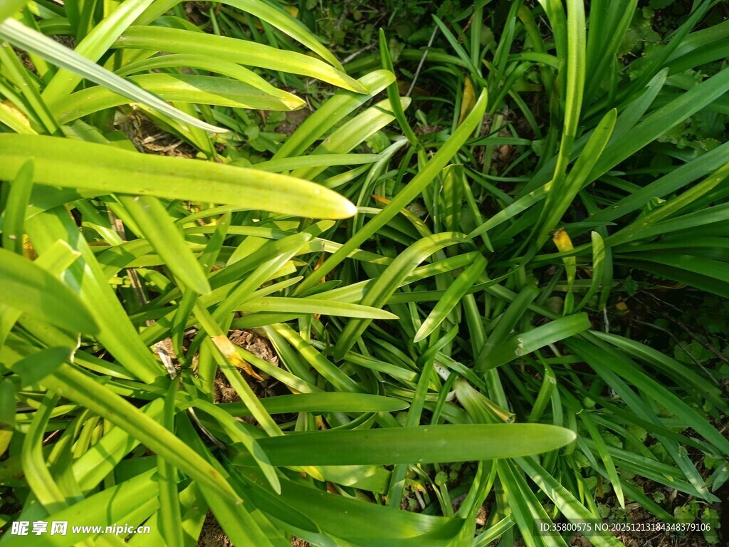 翠绿繁茂的青草