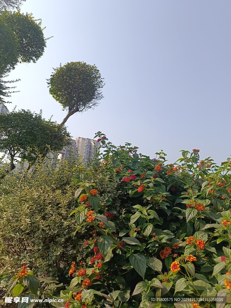 花园中独特造型树木与花卉