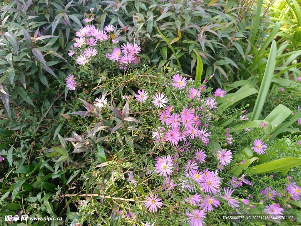 粉色小花绽放于绿植间