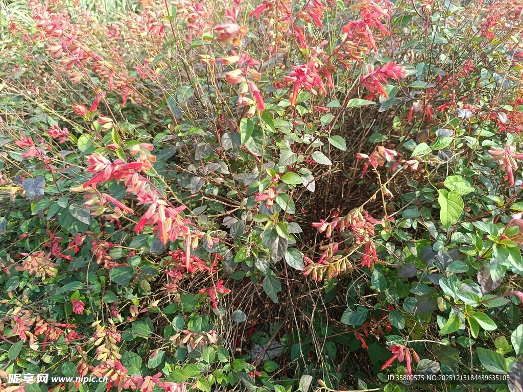 繁花绿叶的植物景观