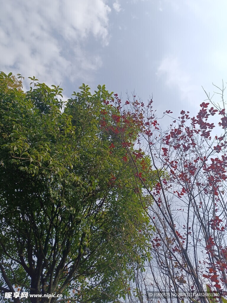 绿树红枝映蓝天