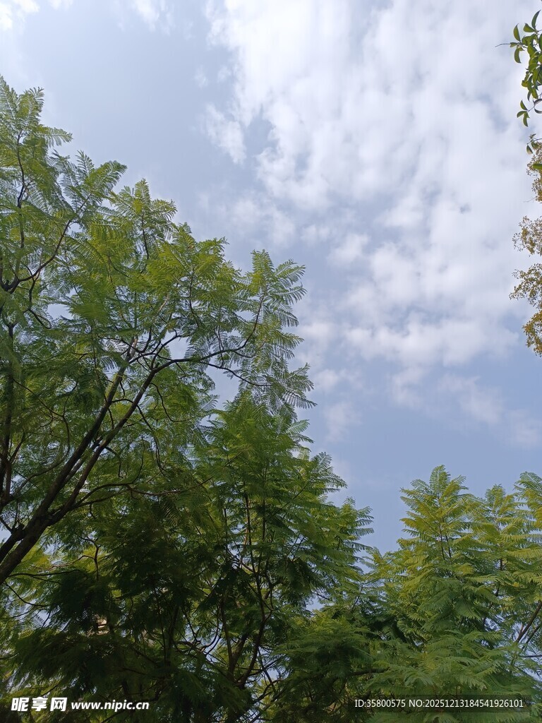绿树蓝天间的清新景致
