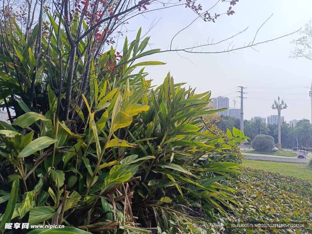 户外绿植景观