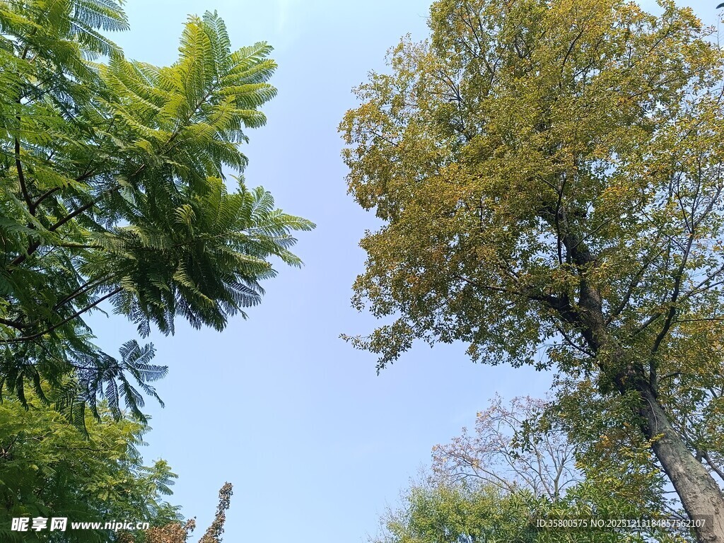 秋日林间树梢景致