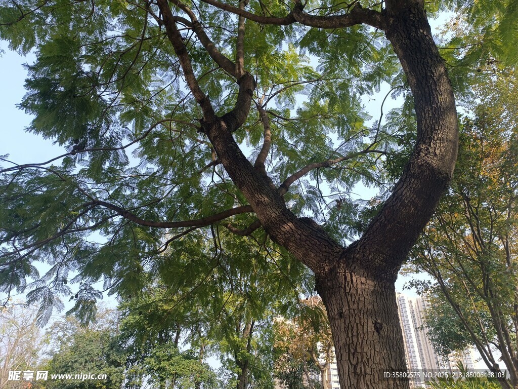 粗壮繁茂的大树