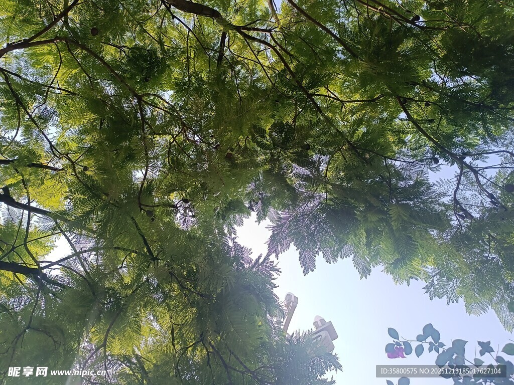 仰视茂密树林绿意盎然